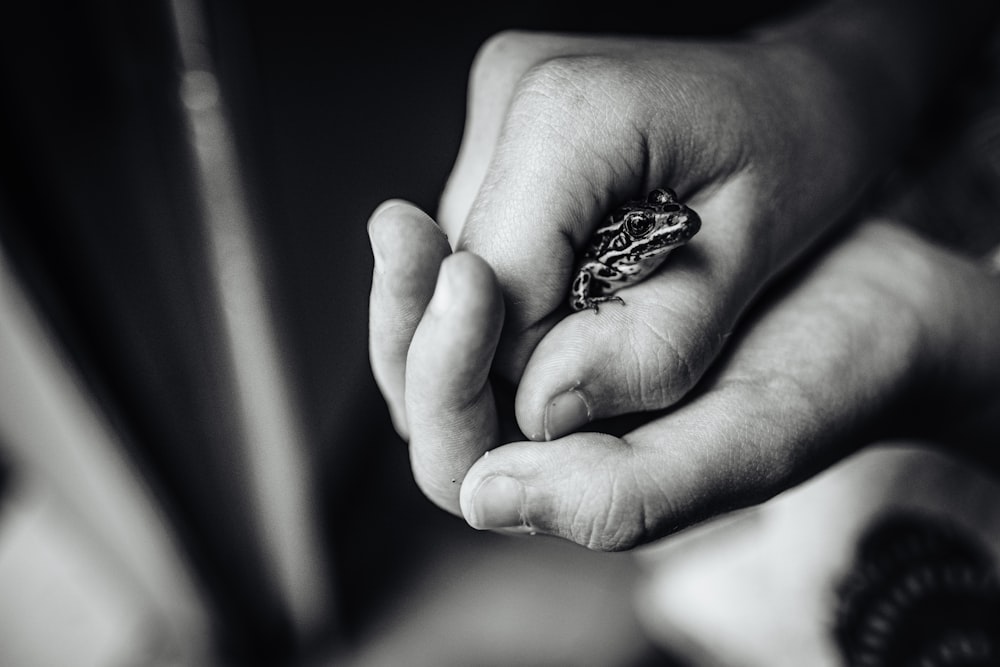 Photographie en niveaux de gris de grenouille