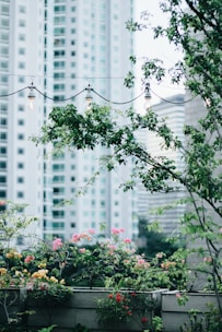 green-leafed tree near building
