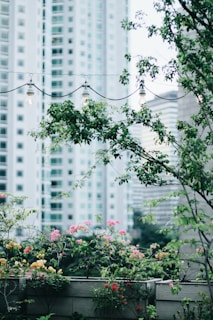 green-leafed tree near building