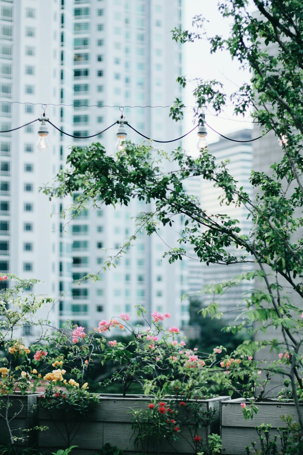 green-leafed tree near building