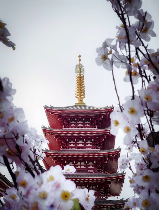 red tower near flowers in Sensō-ji Japan
