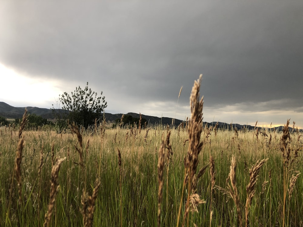 brown and green field during daytime