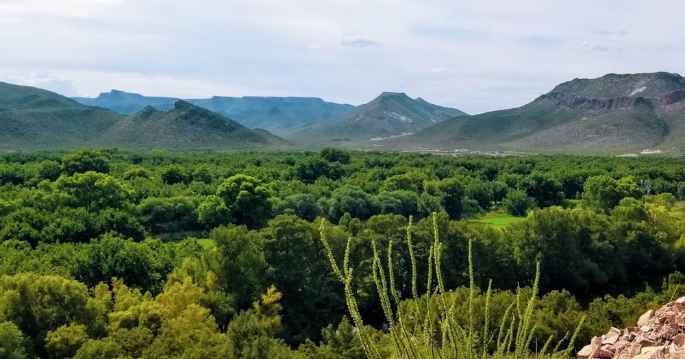 green tree near mountain during daytime