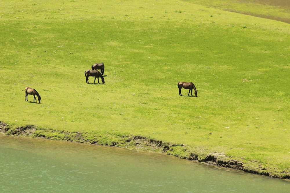four black and brown horses at daytime