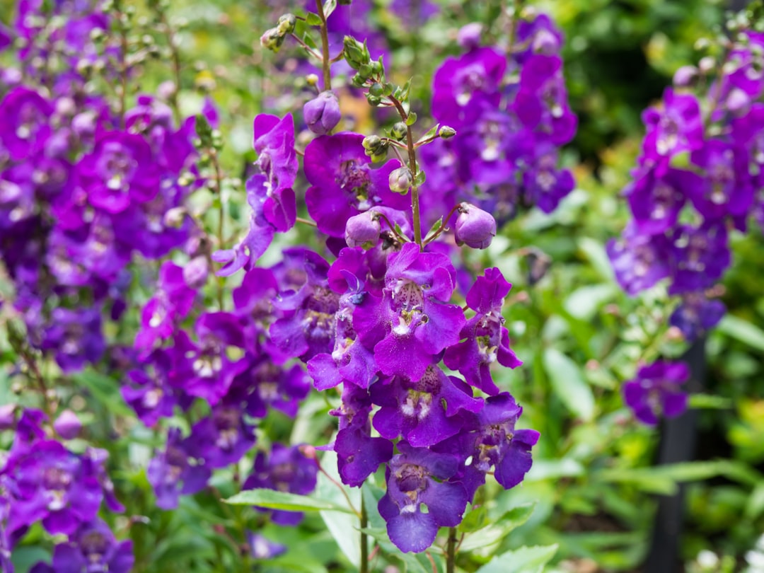 purple petaled flower