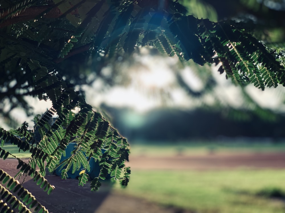 selective focus photography of leaves