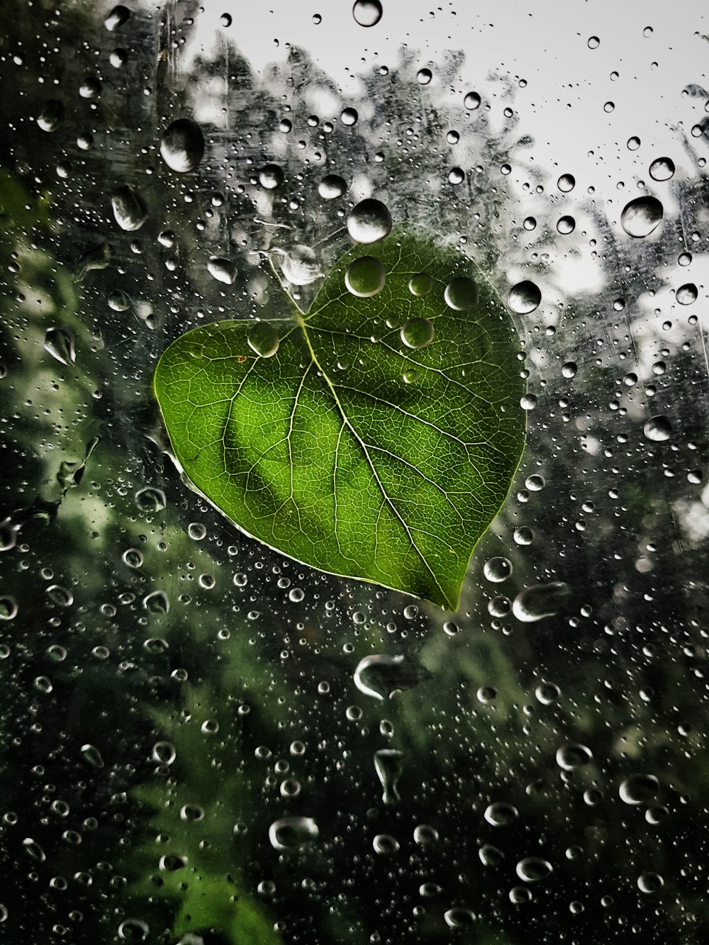 Fotografía de primer plano de hoja verde