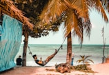 Couple relaxing on a hammock between palm trees by the ocean.