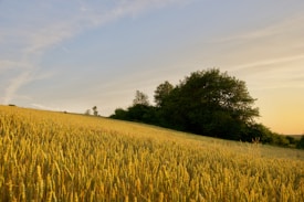 Golden wheat fields stretch out under a clear sky as the sun sets, casting a warm glow over the landscape. In the background, a group of leafy green trees stands at the edge of the field, silhouetted against the soft light.