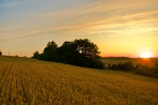 A picturesque sunset over fields of golden grain.