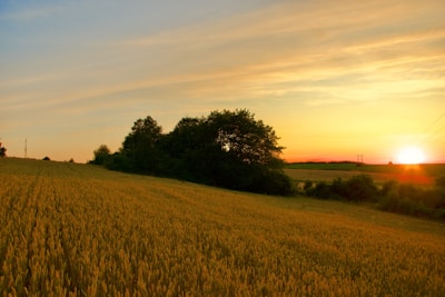 A picturesque sunset over fields of golden grain.