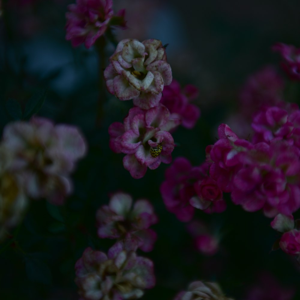 pink and gray petaled flowers