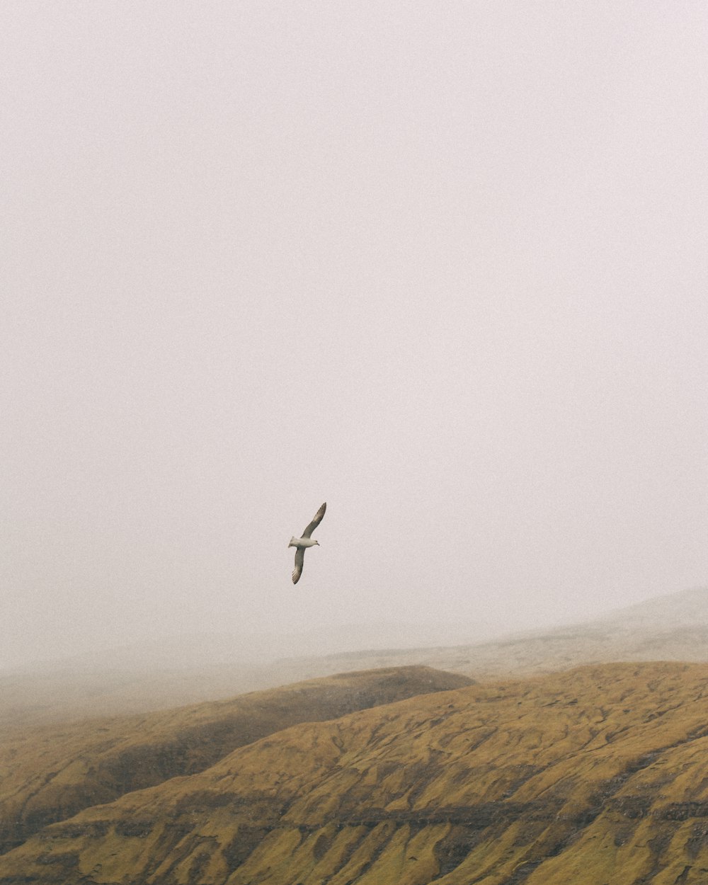 white and gray bird