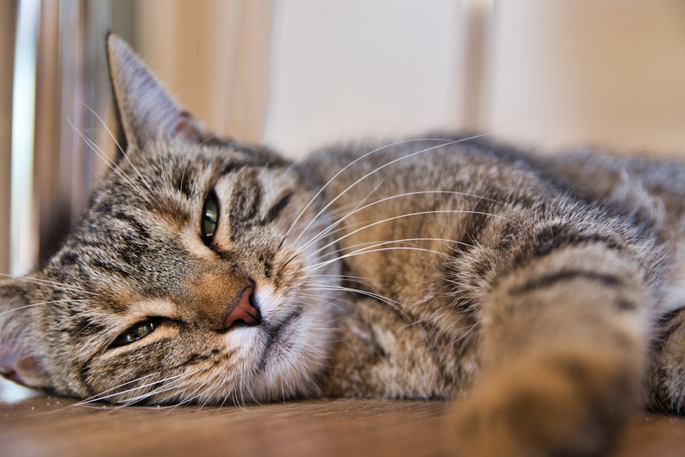 short-fur brown and black cat close-up photography