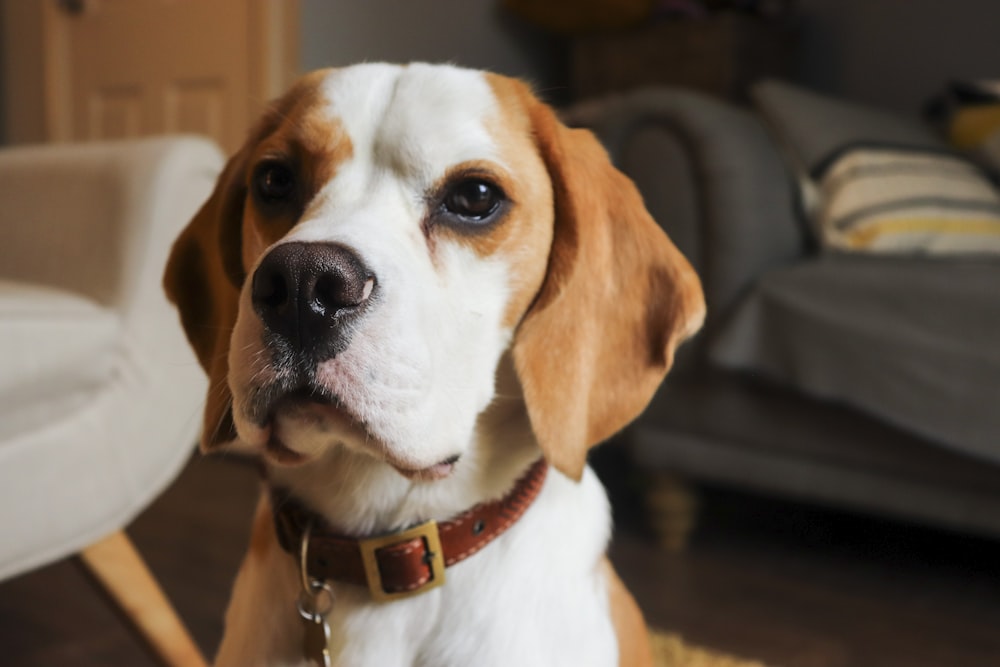 short-coated white and brown puppy