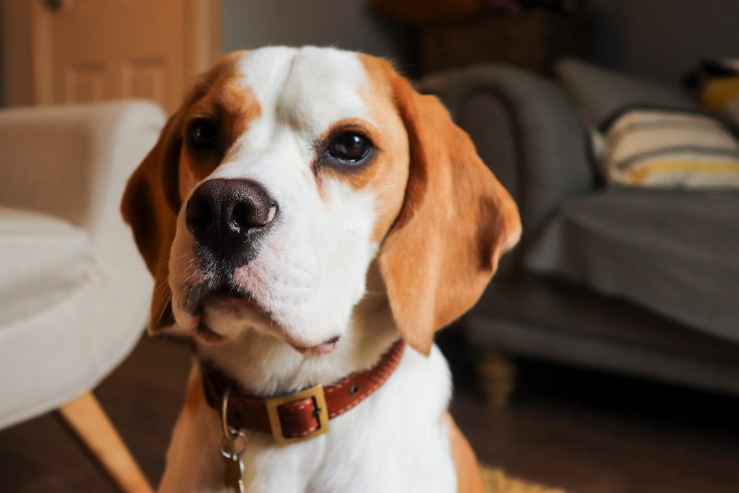 The Lovable Beagle: A Guide to Their Physical Traits, Training Needs, and Gentle Temperament