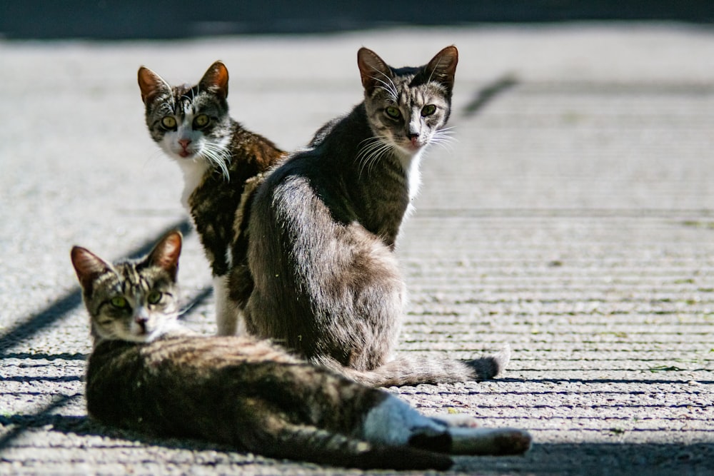 three cats on pavement