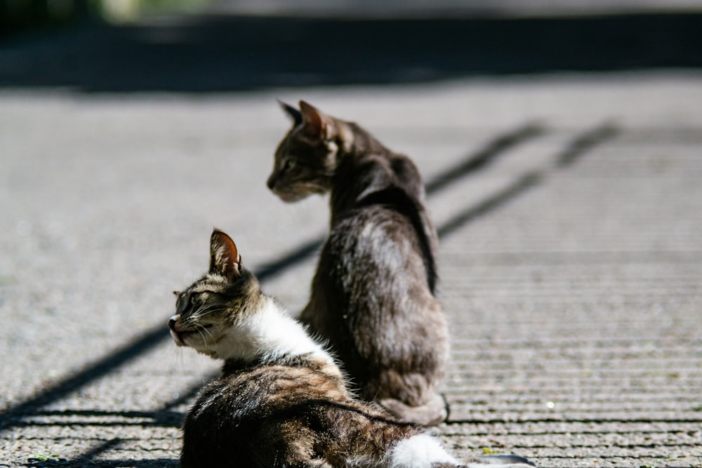two short-haired black cats on road