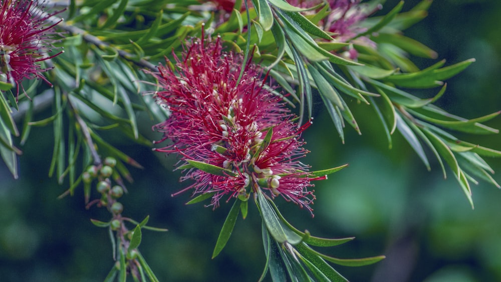 red flowers close-up photography