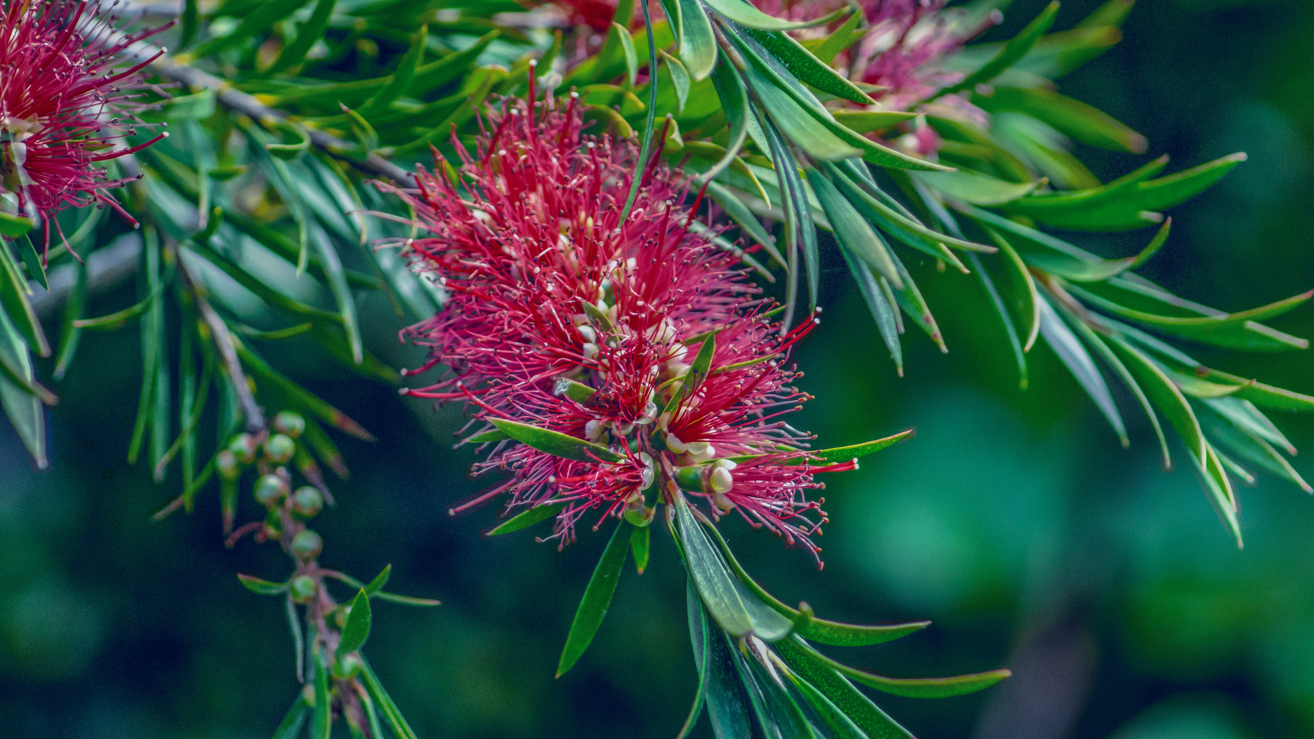 red flowers close-up photography