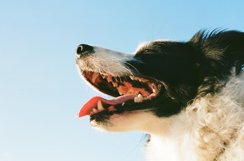 Close-up of an older dog's face showing gray fur and calm expression