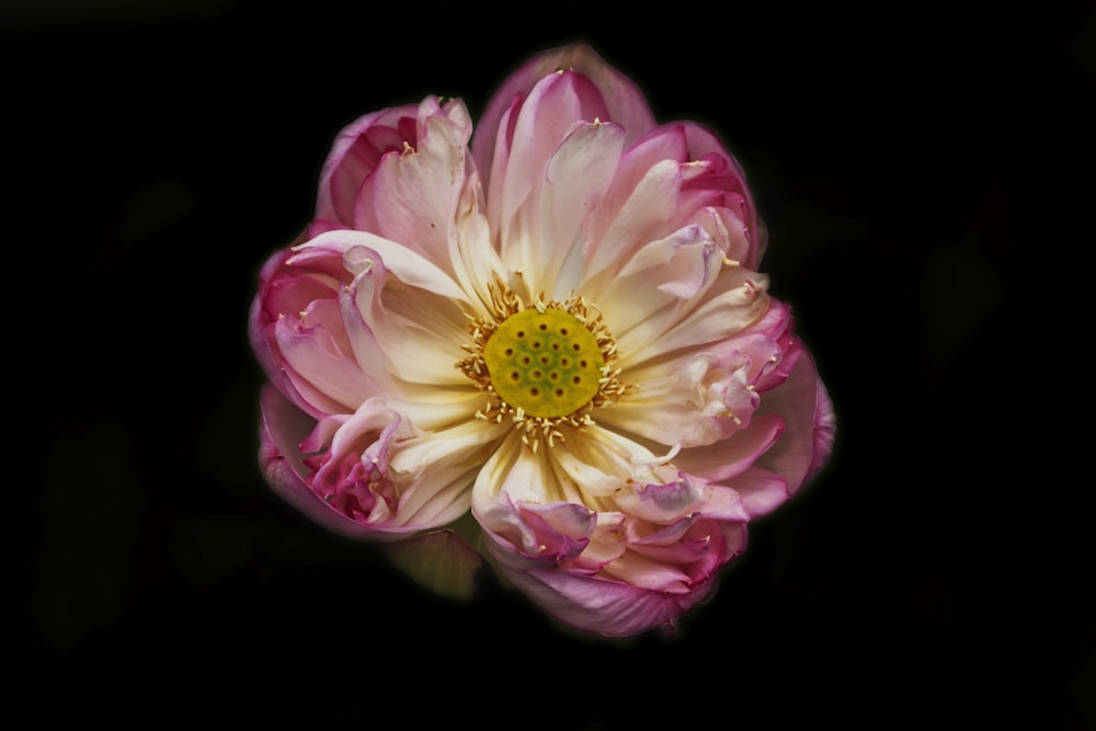 pink and yellow petaled flower