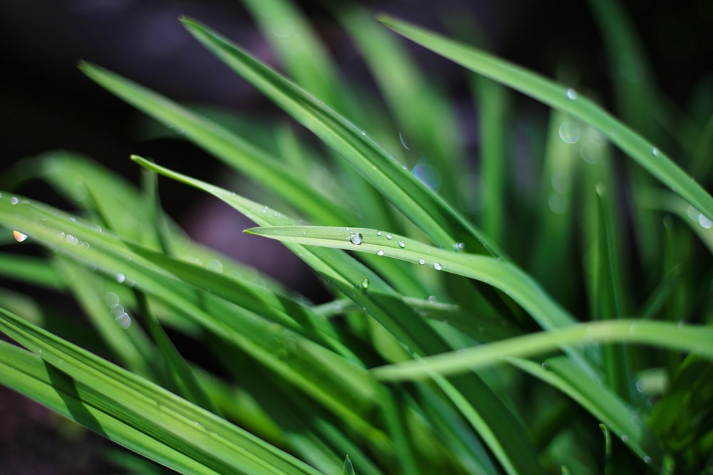 water dew on grass