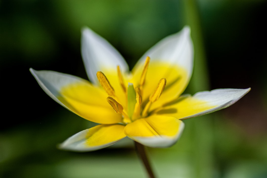 white-and-yellow-petaled flower