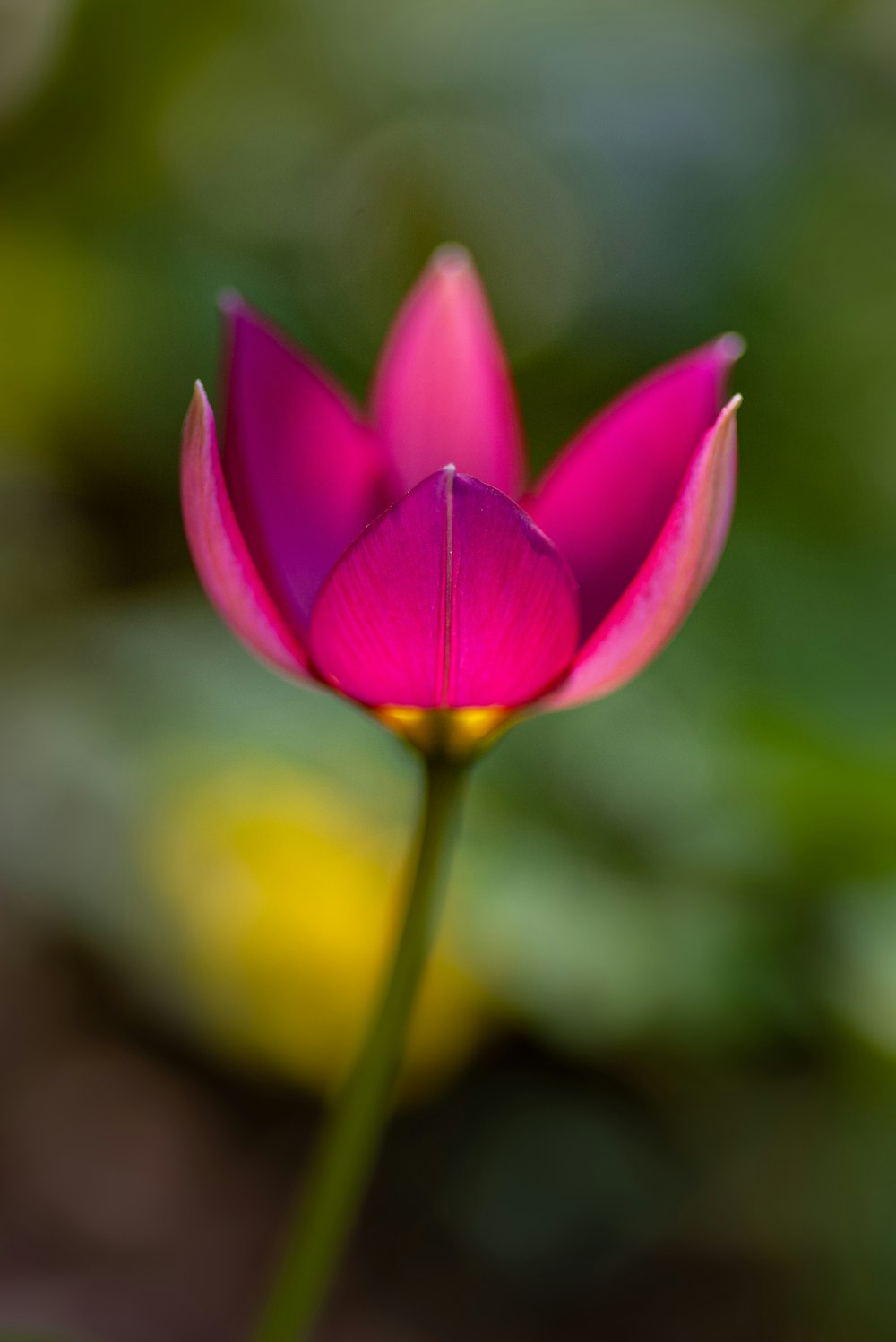 rosa-blättrige Blume