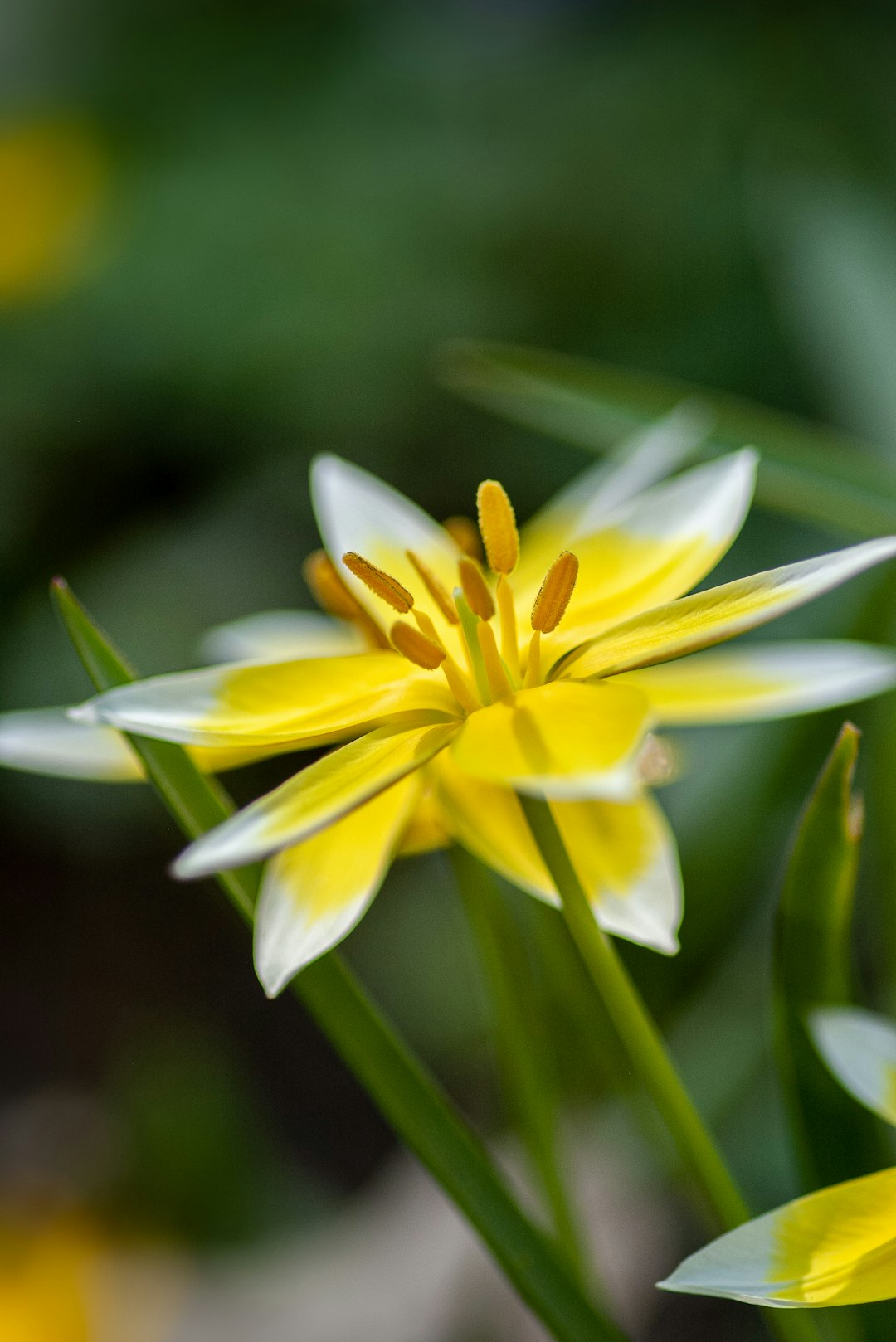 yellow and white petaled flower close-up photography