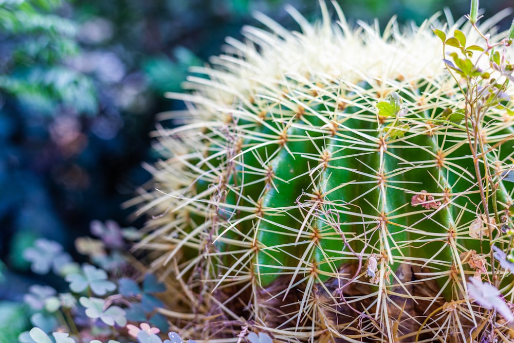 green ball cactus