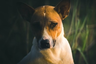 A close-up of a dog with a brown and white coat, its ears perked up and eyes gazing forward. The background is blurred with hints of green vegetation, creating a natural setting.