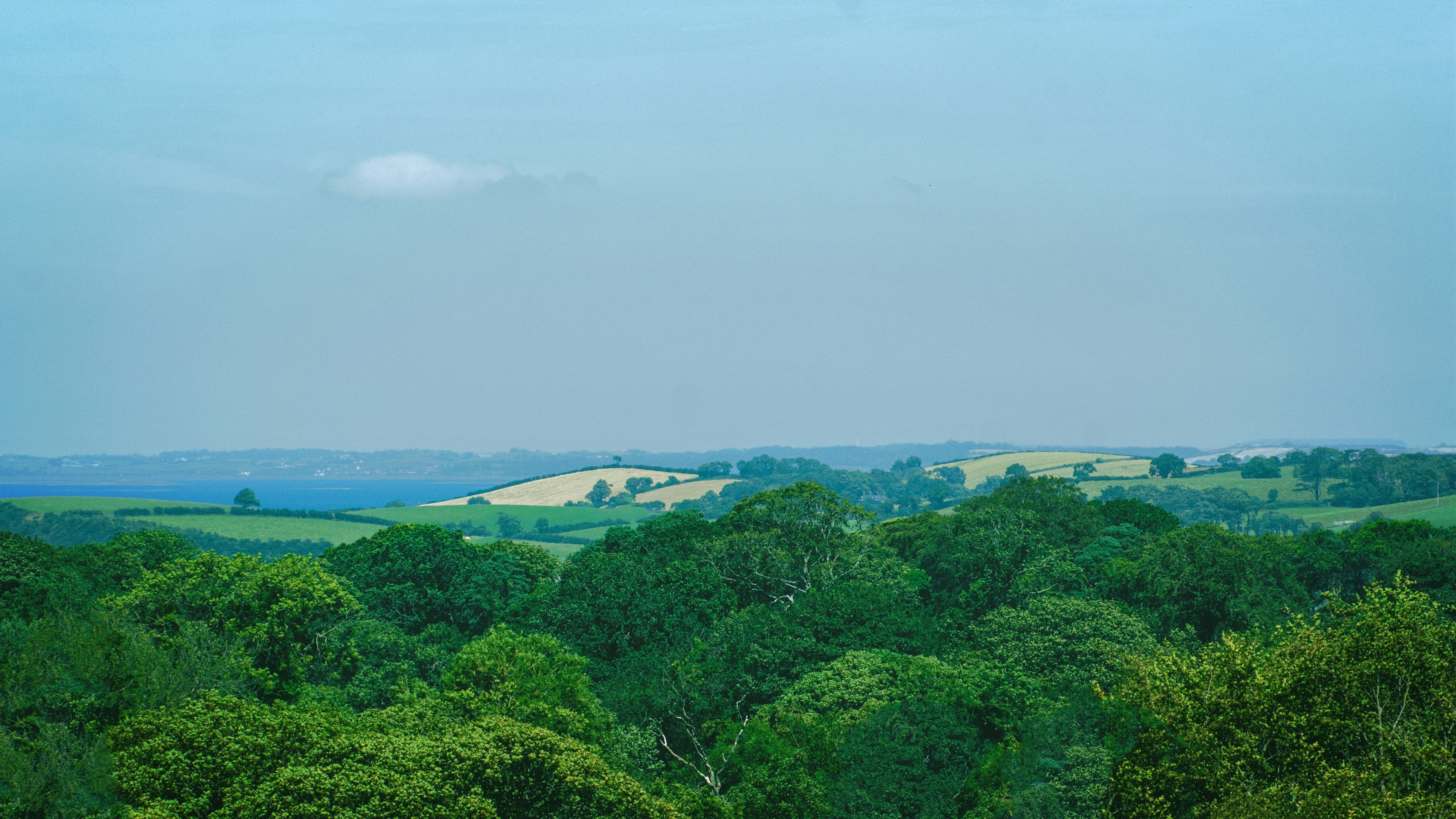 green high trees under blue sky at daytime