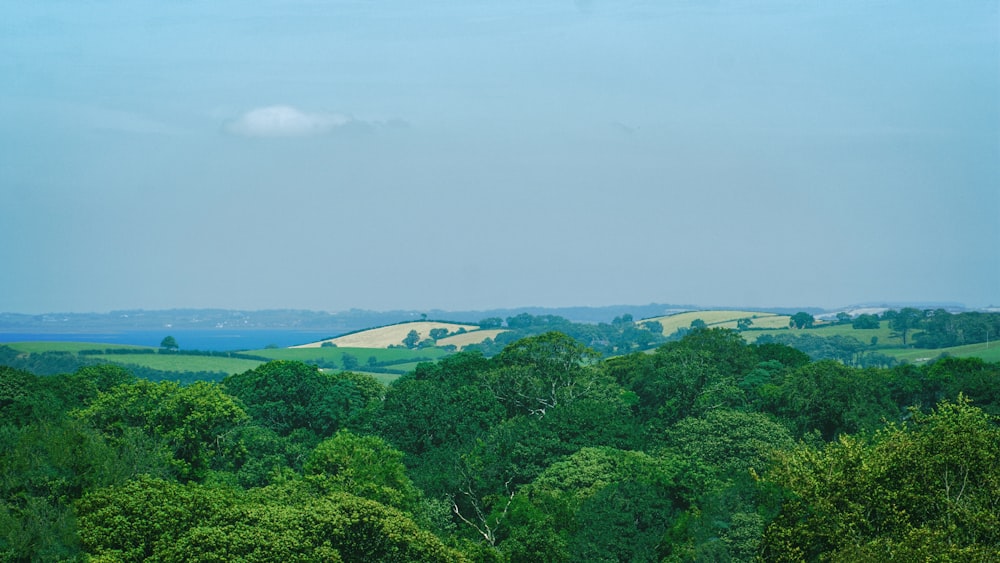 green high trees under blue sky at daytime