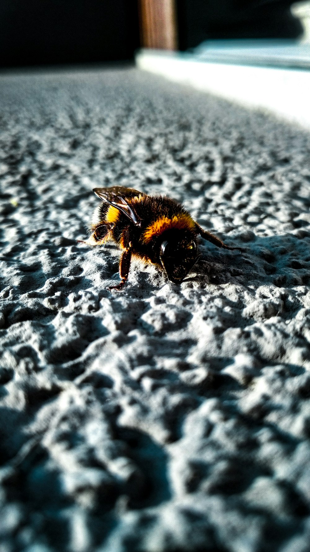 yellow and black bee