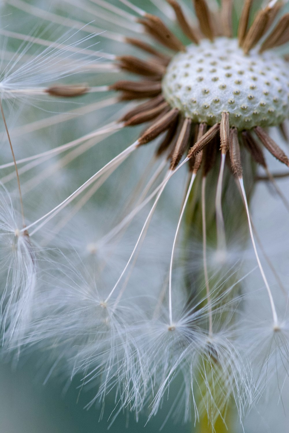 white flower close-up photography