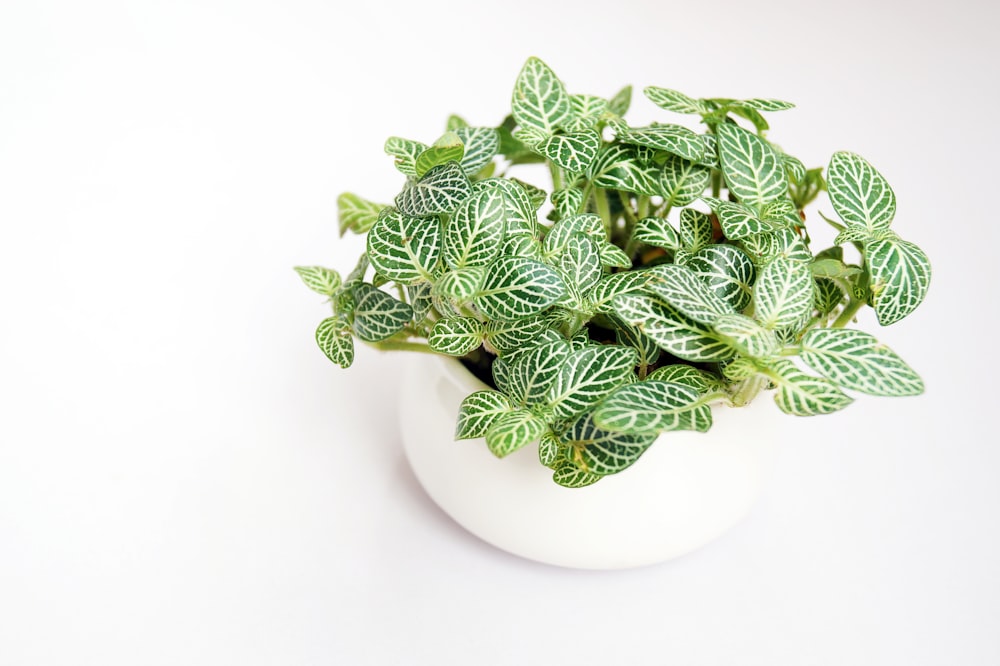 green plants in bowl