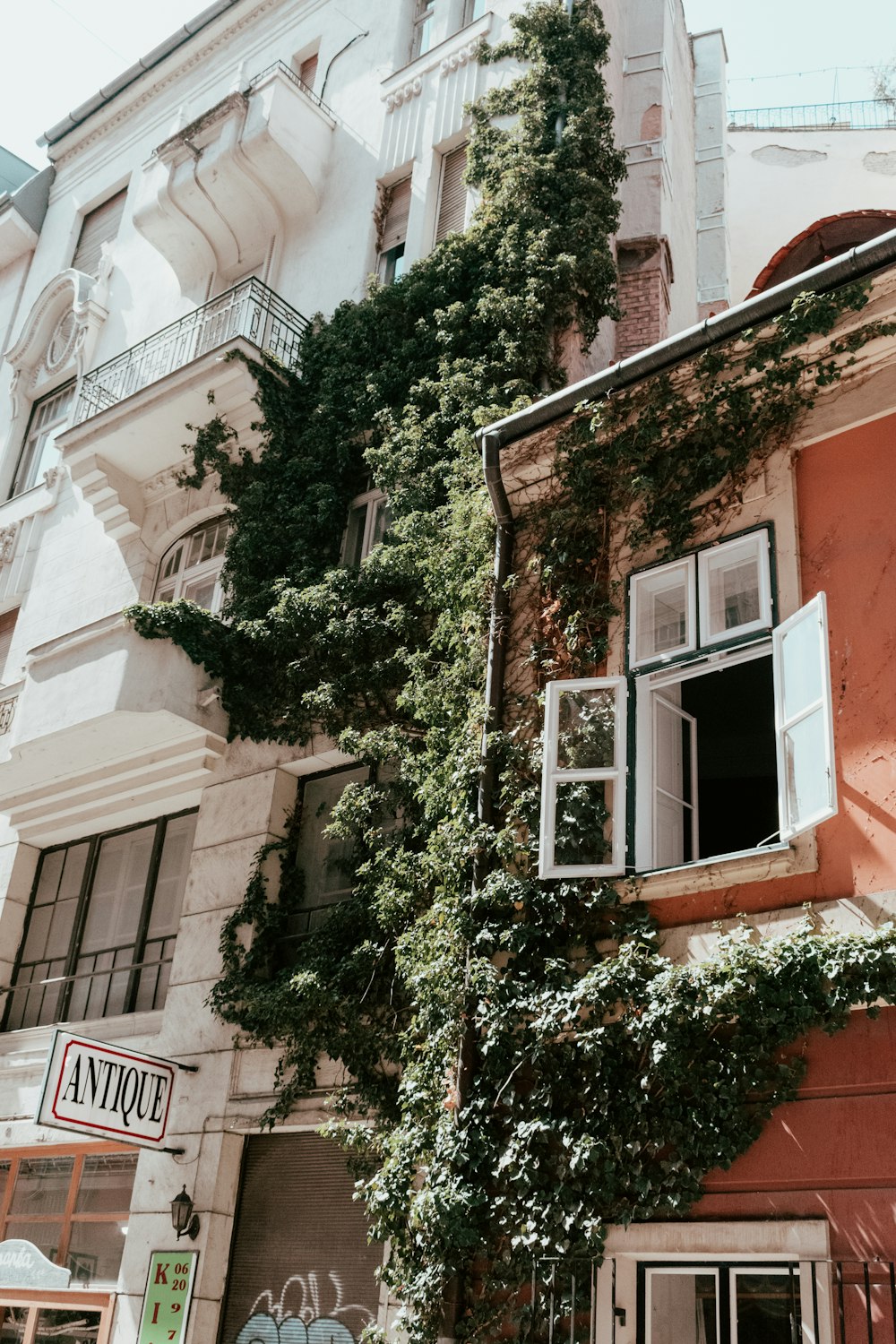 green vine plant on side of buildings