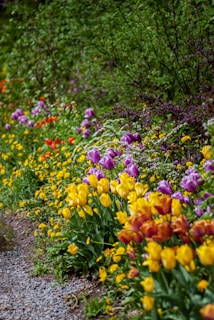 yellow, red, and purple tulip flowers