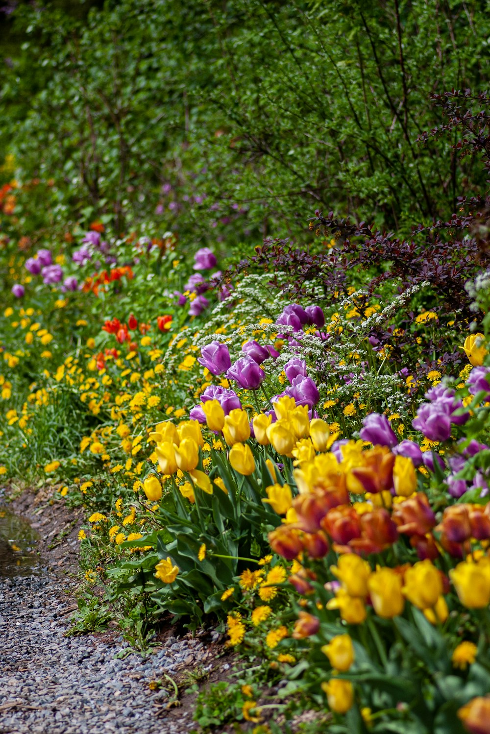 yellow, red, and purple tulip flowers