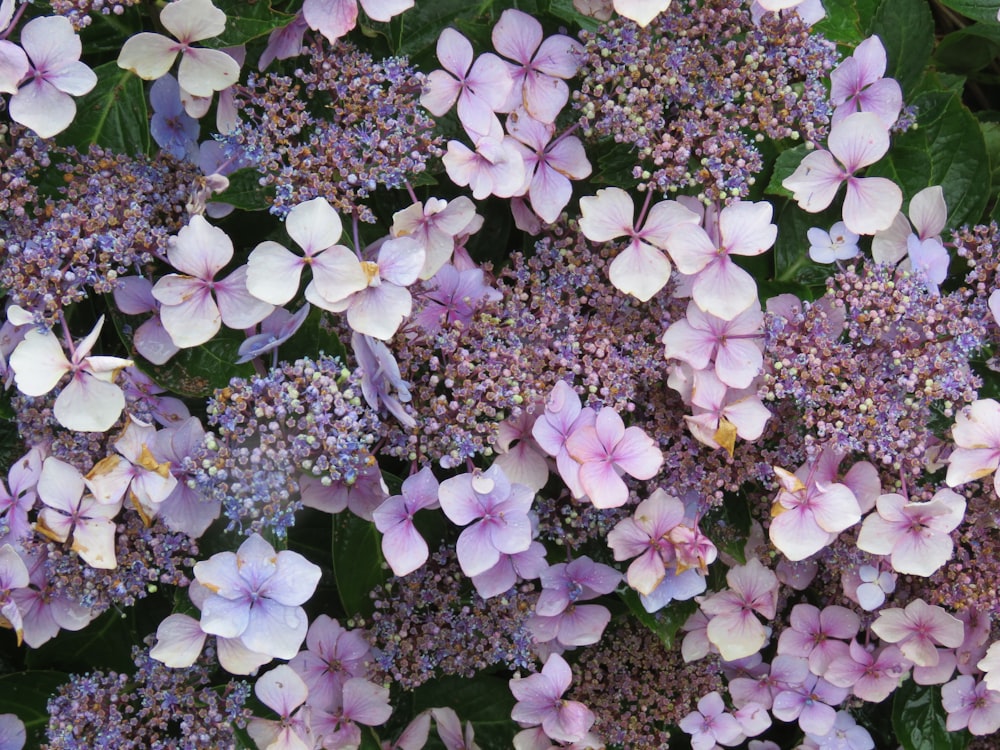 white and purple petaled flowers close-up photography