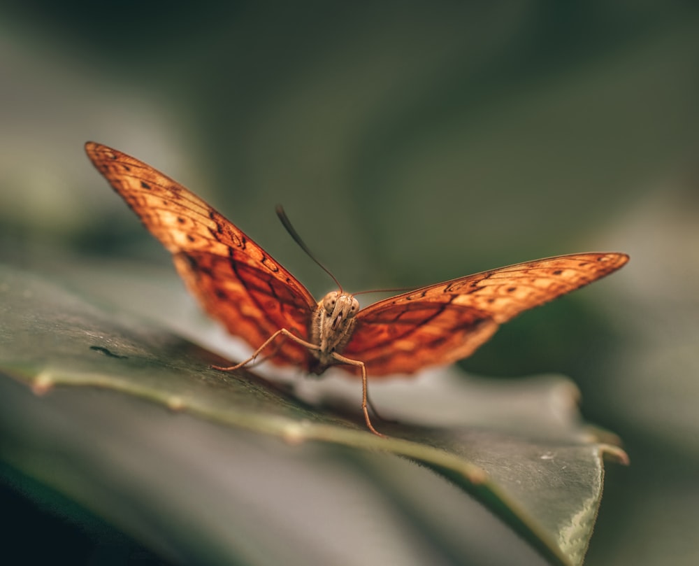 brown butterfly