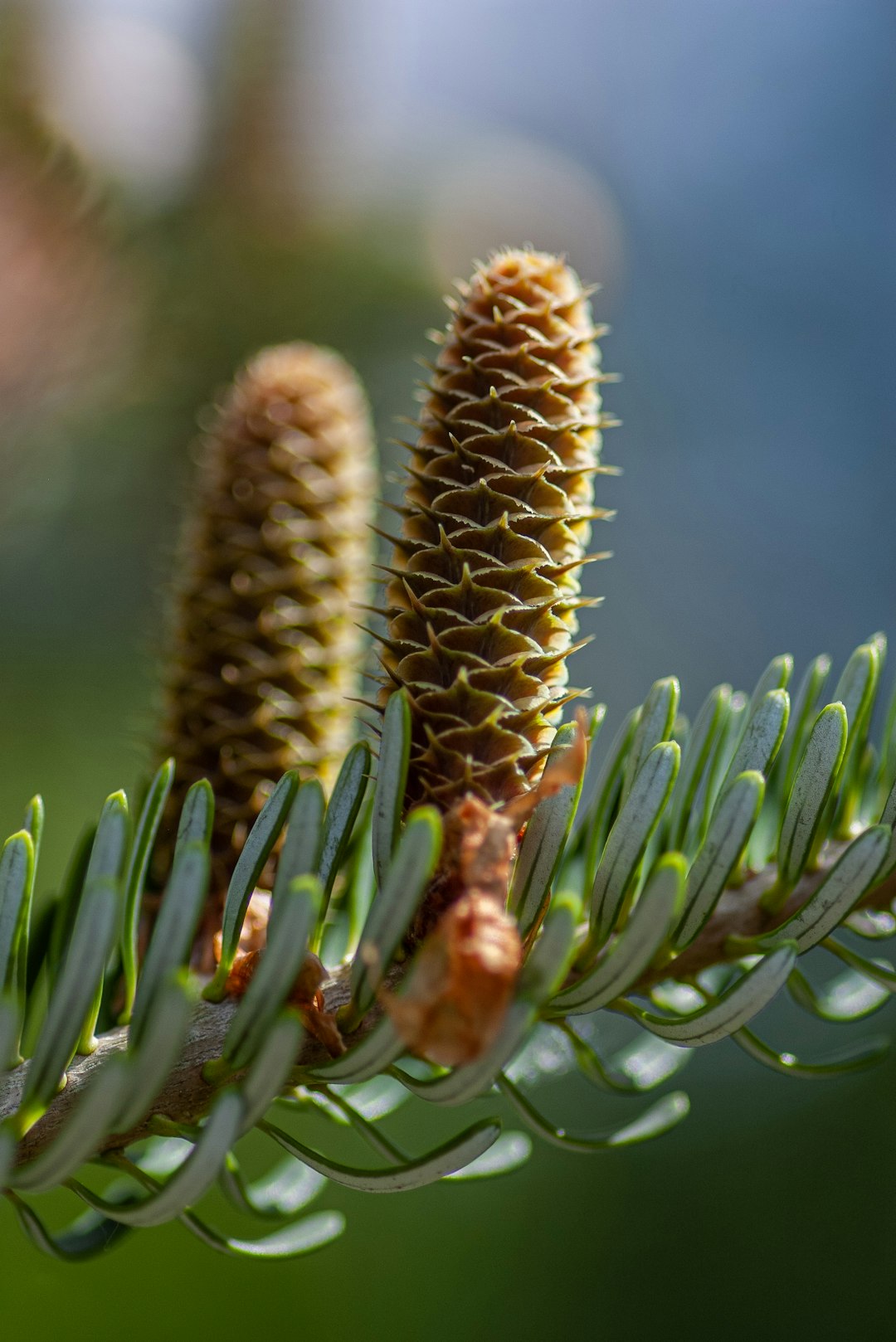 pond pine macro photography