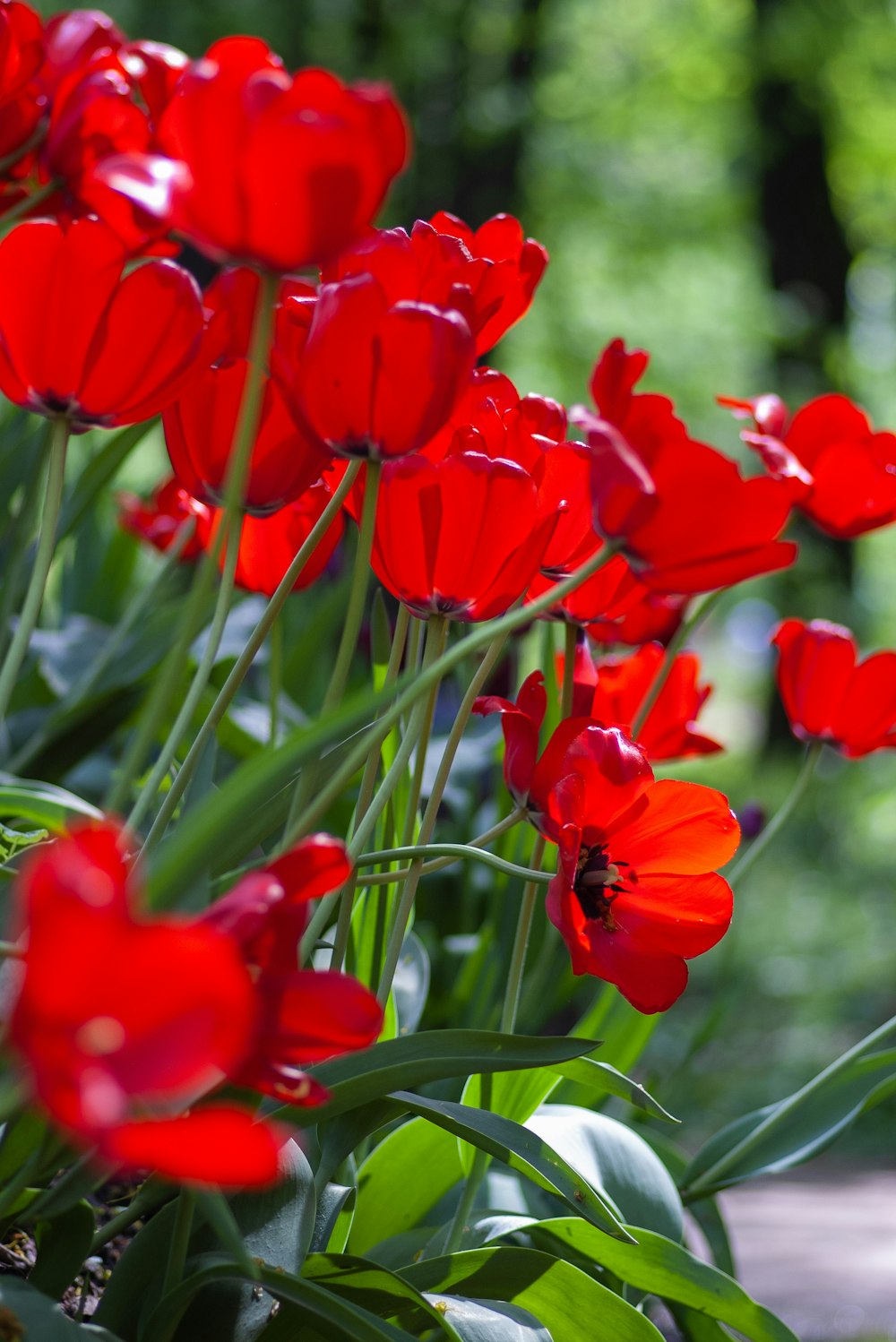 red poppy flowers