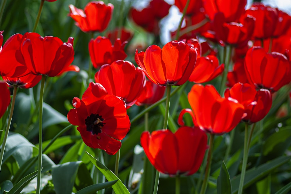 red petaled flowers close-up photography