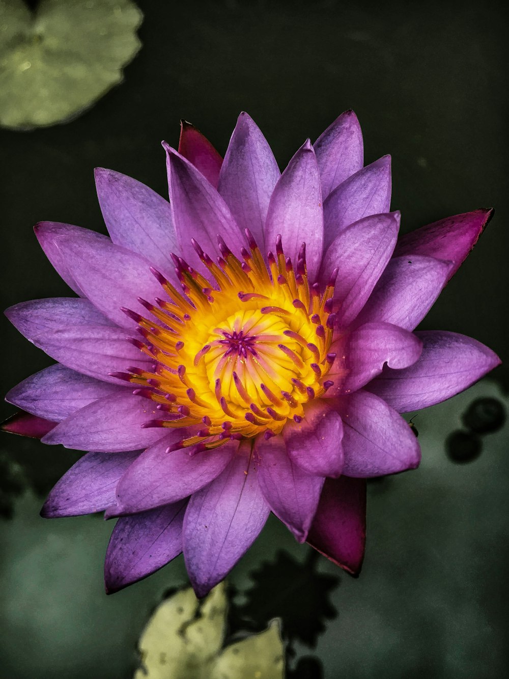 top view of purple lotus flower