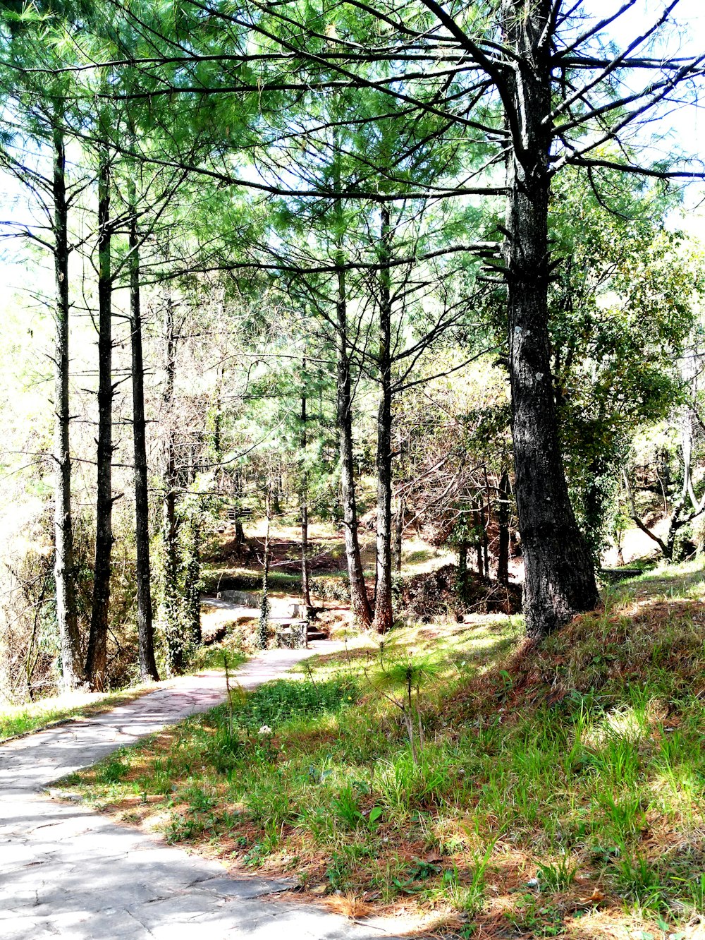 green-leafed trees