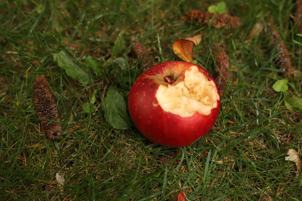 Fruta de maçã vermelha na grama verde durante o dia
