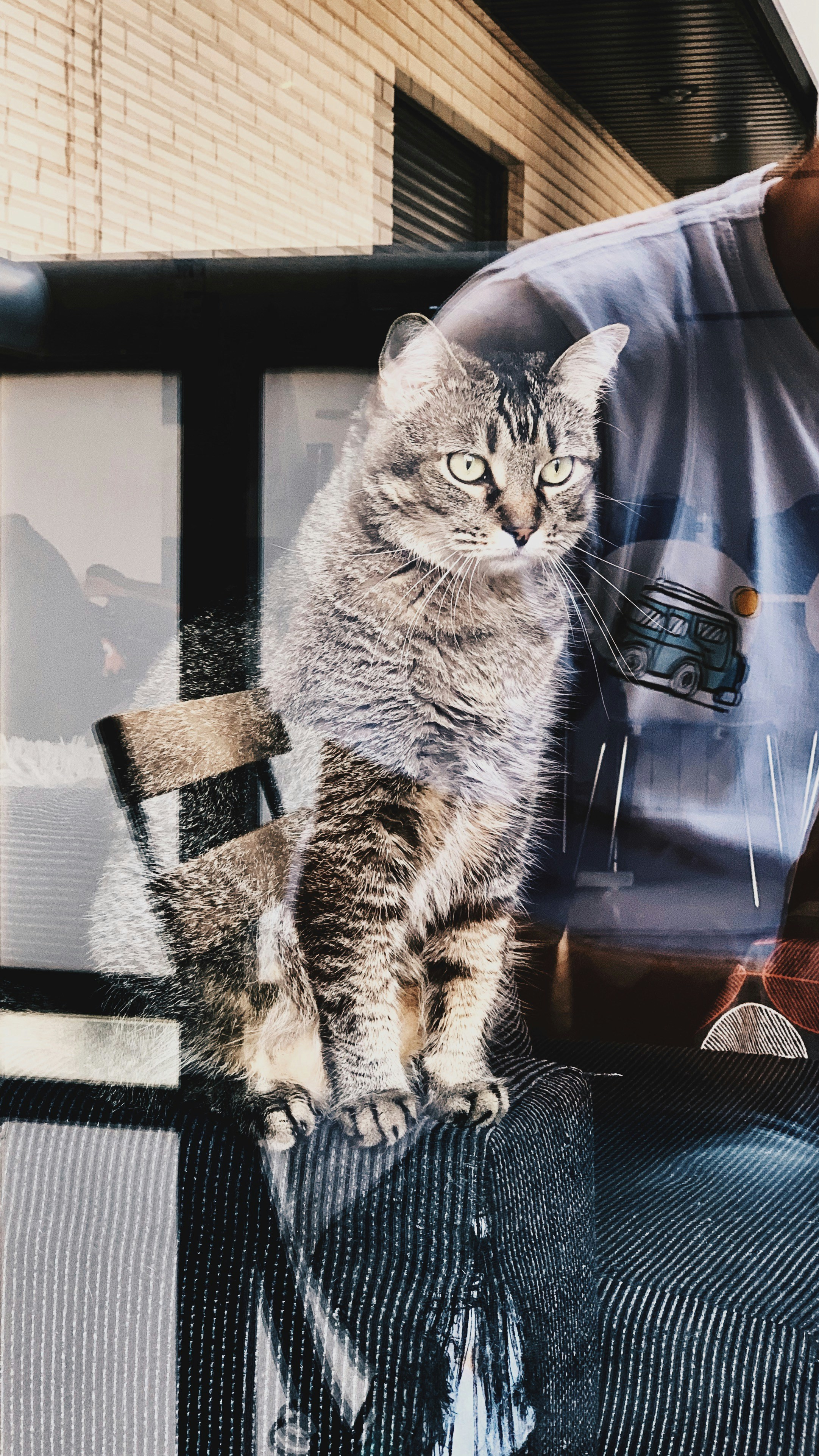 long-fur brwon cat