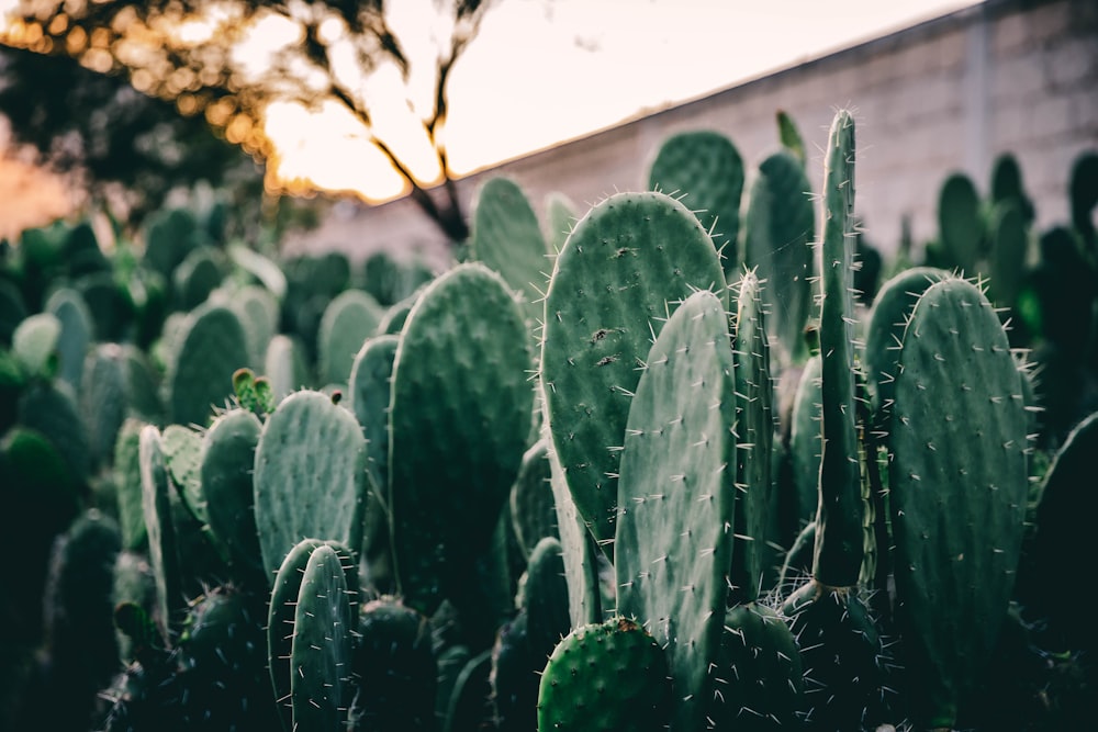 Fotografía de primer plano de plantas de cactus verdes